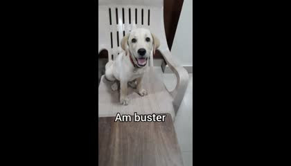 Buster's 1st ASMR