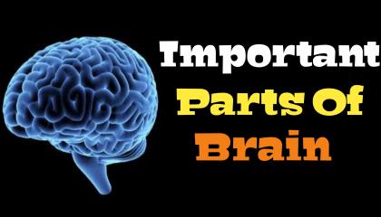 Important Parts of brain
