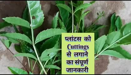 Plants propagation by cuttings in hindi part - 1
