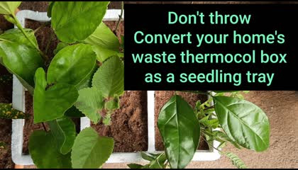 Best out of waste  Seedling tray making from waste thermocol box