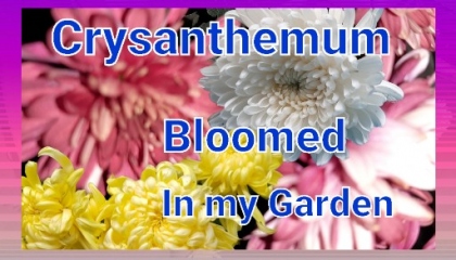 crysanthemum bloomed in my garden part- 01