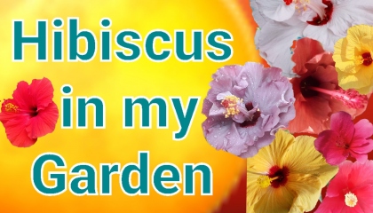 Varieties of hibiscus  in my garden (in English) part - 1