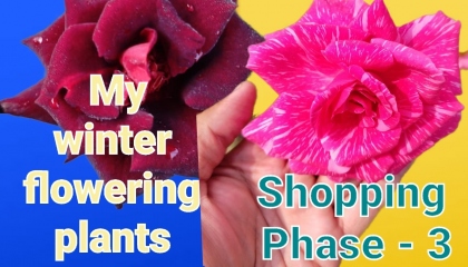 My winter flowering plants shopping phase- 3