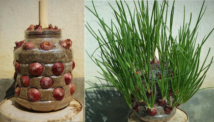 Fast Method For Grow Onions In Plastic Jar