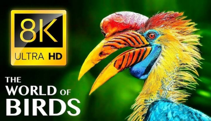 BIRDS 8K ULTRA HD Luxury Collection Birds of Prey and Birds Chirping २०२३.