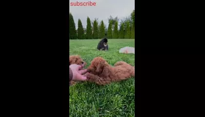 Cute Dogs video