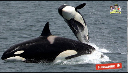 Interesting Facts About Killer Whales with FREE Activity Workbook Download!