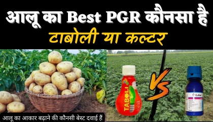 आलू में कौनसा PGR स्प्रे करें  Aalu Mota Karne Ka Best Pgr  Best Pgr