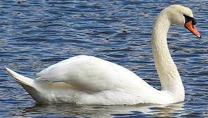 Beautiful Swan in Groups  समूहों में सुंदर हंस