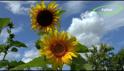 Very Nice Beautiful natur Sunflowers 🌻🌻🌻
