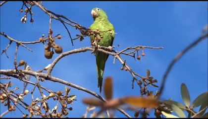 Parrot parrot🦜🦜🦜