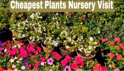 Nursery Visit. Cheapest Plants Nursery.
Plants with names and rates