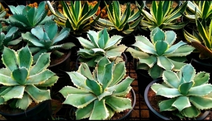 Some Beautiful Rare varities of Cactus 🌵🌵
