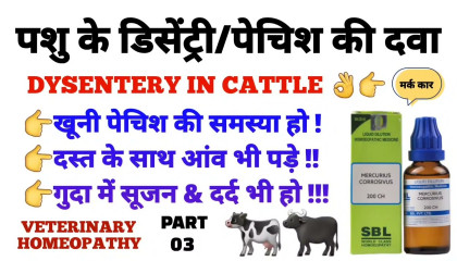 पशु के पेचिश का इलाज  dysentery treatment in cattle! dsentery in cattle part 3