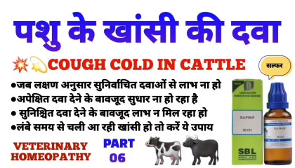 पशु के खांसी का ईलाज  cough cold in cattle homeopathy treatment! sulphur 30 use