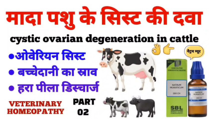 cystic ovarian degeneration in cattle  ovarian cyst in cattle homeopathy part 2