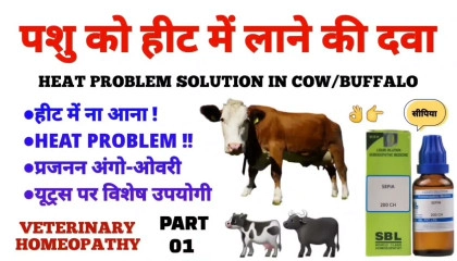 पशु को हीट में कैसे लाएं ? heat problem solution in cow/buffalo homeopathy part1