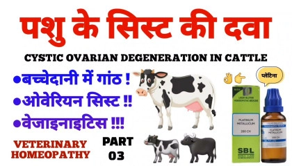 cystic ovarian degeneration in cattle  ovarian cyst in cattle homeopathy part 3