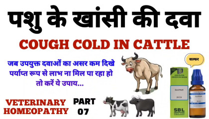 खांसी दूर करने का उपाय  cough cold in cattle homeopathic medicine uses in hindi