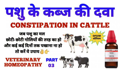 पशु के कब्ज का इलाज  constipation in cattle homeopathy treatment part 03