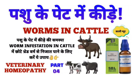 गाय भैंस के पेट के कीड़ों की दवा  worm infestation in cattle homeopathy part 4