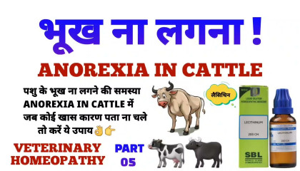 anorexia! पशु को भूख ना लगे तो करें ये उपाय! anorexia treatment in cattle part 5