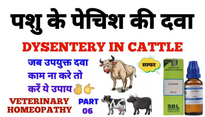 पशु के पेचिश का इलाज  dysentery in cattle homeopathy treatment part 6  sulphur