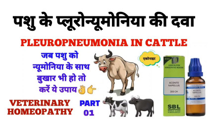 पशु के प्लूरोन्यूमोनिया की दवा  pleuropneumonia in cattle homeopathy part 01