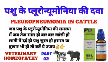 पशु के प्लूरोन्यूमोनिया की दवा  pleuropneumonia in cattle treatment part 2