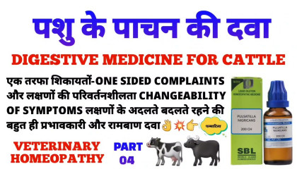पशु के पाचन की दवा  digestion in cattle  digestive medicine for cattle  pulsa