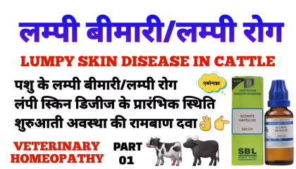 लंपी रोग  lumpy skin disease treatment  lumpy skin disease homeopathy part 01