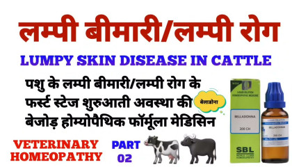 लंपी रोग  lumpy skin disease treatment  lumpy skin disease homeopathy part 02