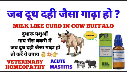 जब दूध दही जैसा गाढ़ा हो तो करें ये उपाय  acute mastitis in cattle treatment