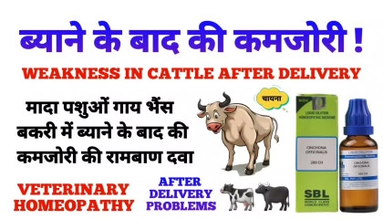 पशु के ब्याने के बाद की कमजोरी की रामबाण दवा  weakness in cattle homeopathy
