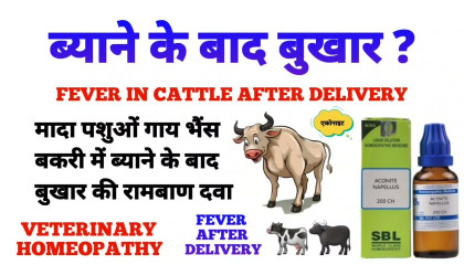 पशु के ब्याने के बाद बुखार की समस्या ? fever in cattle homeopathic medicine