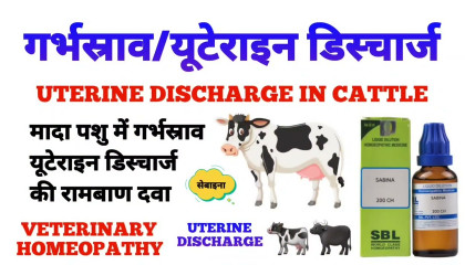 मादा पशु के गर्भ स्राव की रामबाण दवा  uterus discharge in cattle treatment