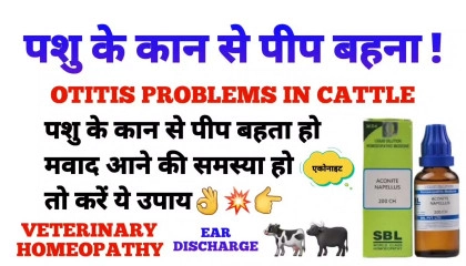 पशु के कान से मवाद आने/पीप बहने की समस्या में करें ये उपाय  otitis in cattle