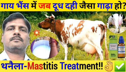 गाय भैंस में जब दूध दही जैसा गाढ़ा हो तो क्या करें ? Mastitis Treatment in Cows
