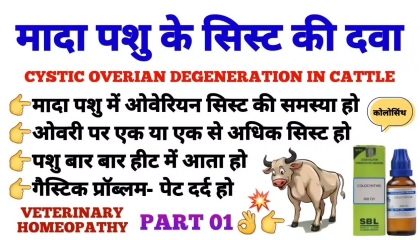 ovarian cyst in cattle homeopathic medicine  colocynth 200 uses in hindi