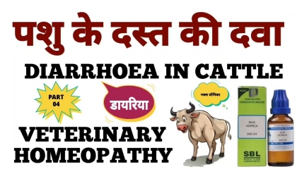 गाय भैंस के दस्त की दवा  homeopathic medicine for diarrhoea in cattle part 4