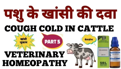 पशु के सर्दी जुकाम का होम्योपैथिक इलाज! common cold treatment in cattle! part 5