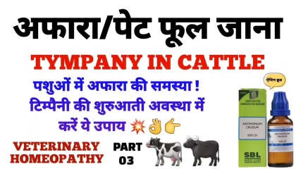 पशु में अफारा  tympany in cattle  tympany in cattle treatment part 03
