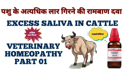 गाय भैंस की अधिक लार गिरने की रामबाण दवा  excess saliva in cattle  lycopodium