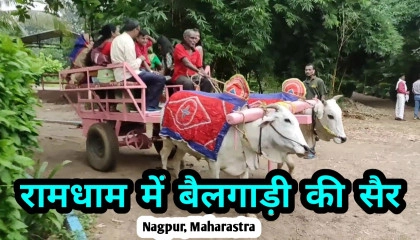रामधाम में बैलगाड़ी की सैर  Bullock cart tour in ramdham