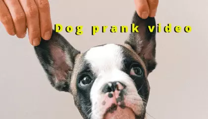 Dog prank video   funny video