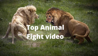All Animal Fight video  Jungle best fight