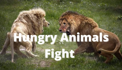 Hungry animal fight video