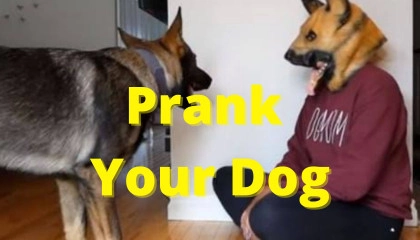 Dog prank tiger video