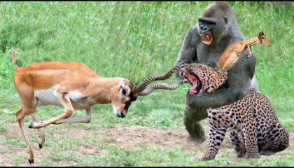 Gorillas Really Want To Rescue The Impala From Leopard Hunting ? Leopard vs Babo
