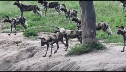 Wild dogs and Hyena compete for the Antelope on the riverbank  Wild dogs vs Hye